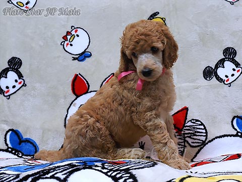 �X�^���v�[�u���[�_�[